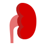 icons8-kidney