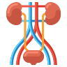 icons8-urinary-tract